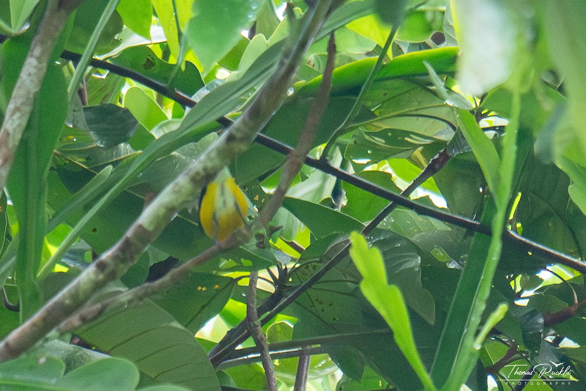 White-vented Euphonia - ML645446594