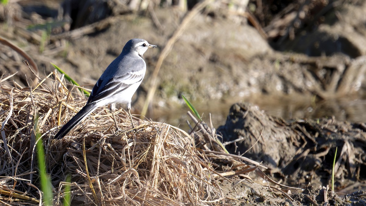 konipas bílý - ML645446606