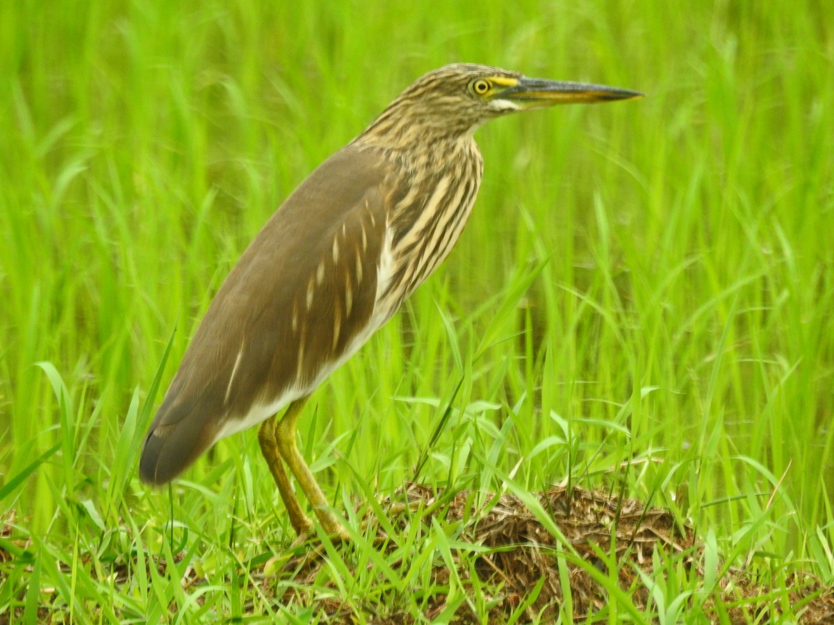 Indian Pond-Heron - ML645446607