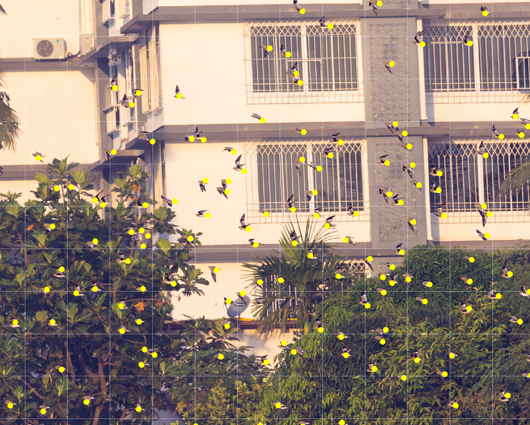 ouhorlík malý - ML645446608