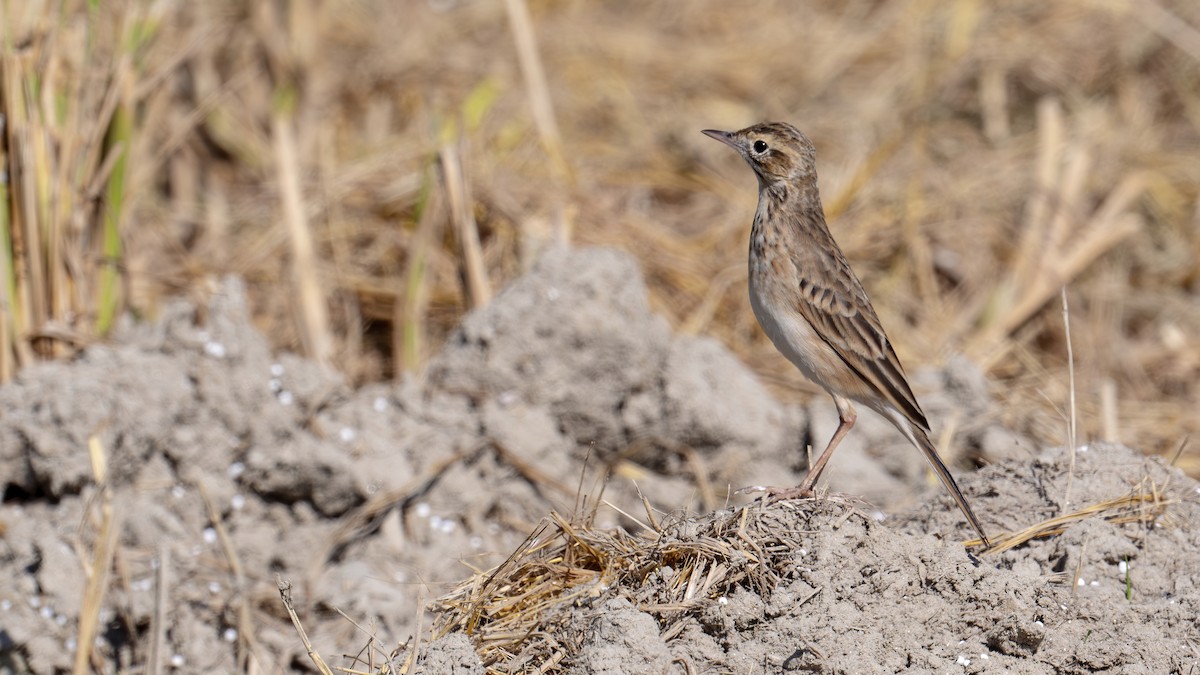Richard's Pipit - ML645446611
