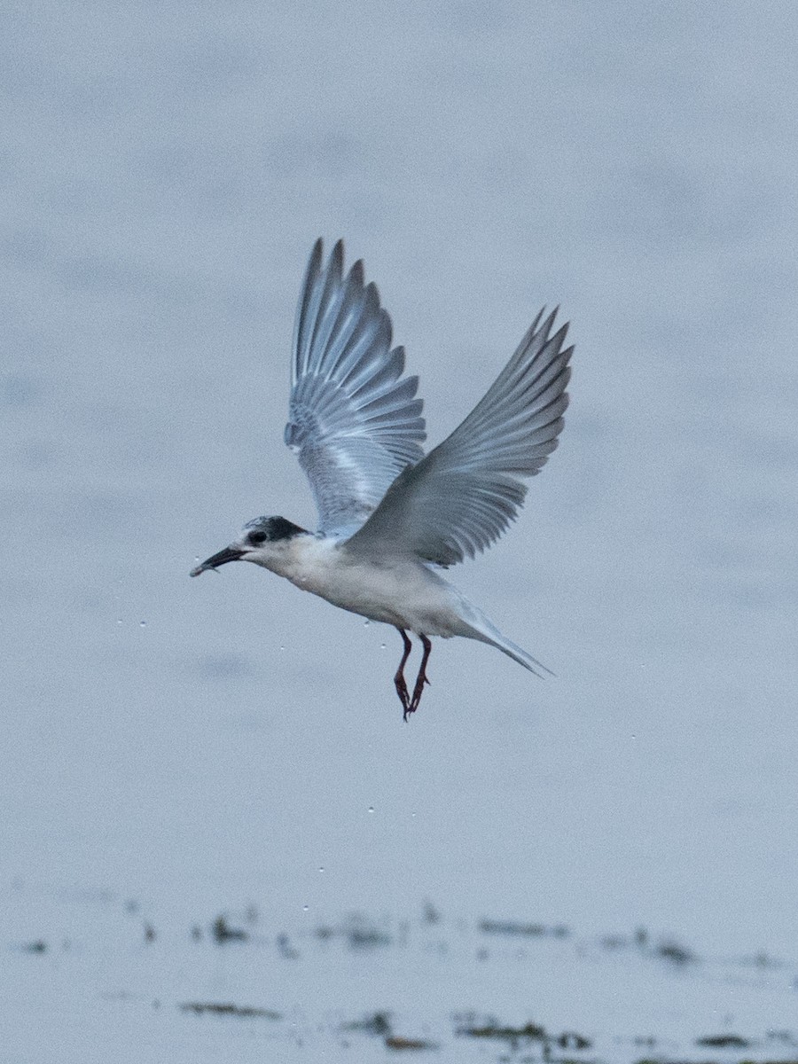 Whiskered Tern - ML645446618