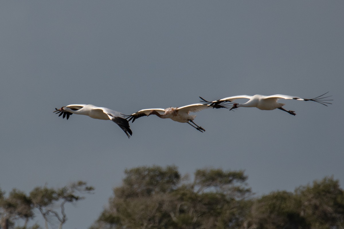 trompettrane - ML645446621