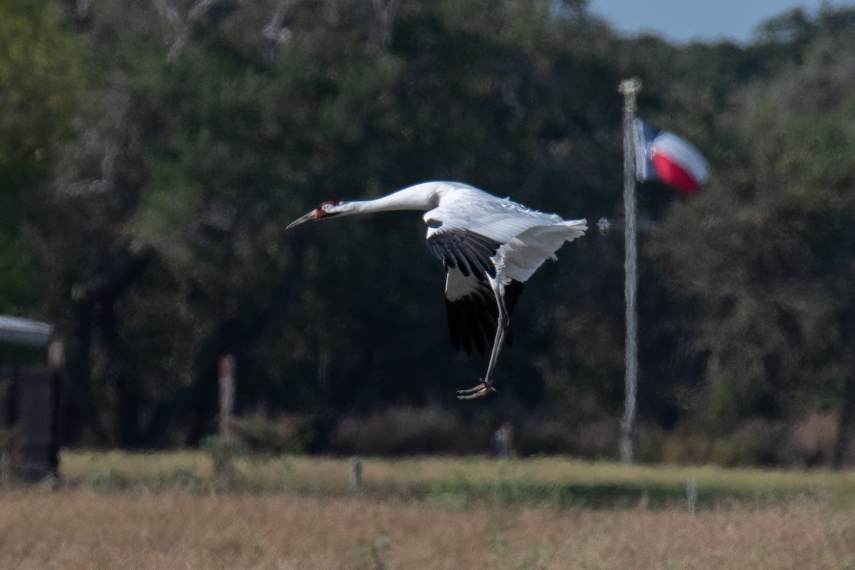 trompettrane - ML645446622