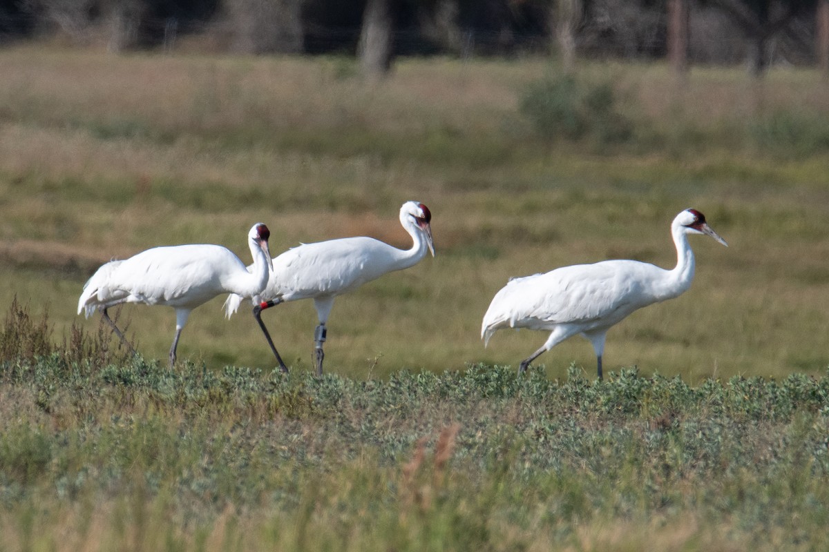 trompettrane - ML645446623