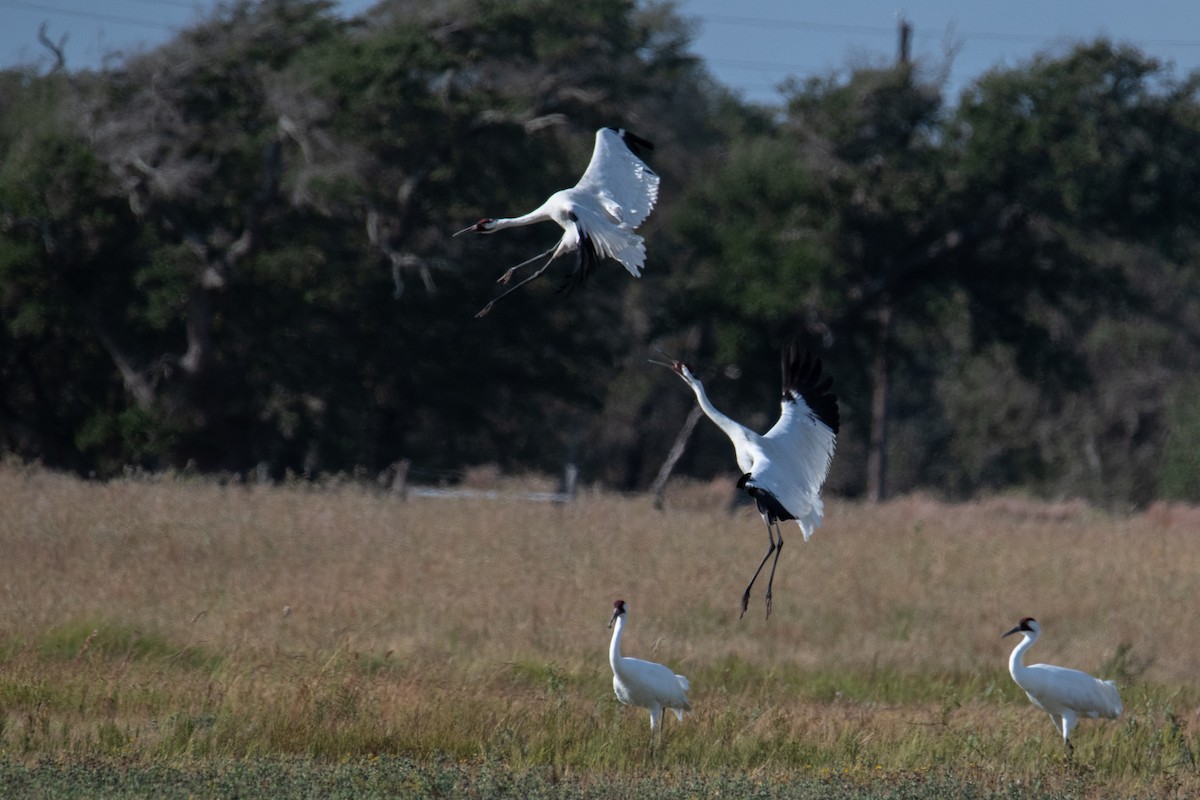 trompettrane - ML645446625