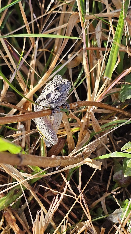Gray Treefrog - ML645446628