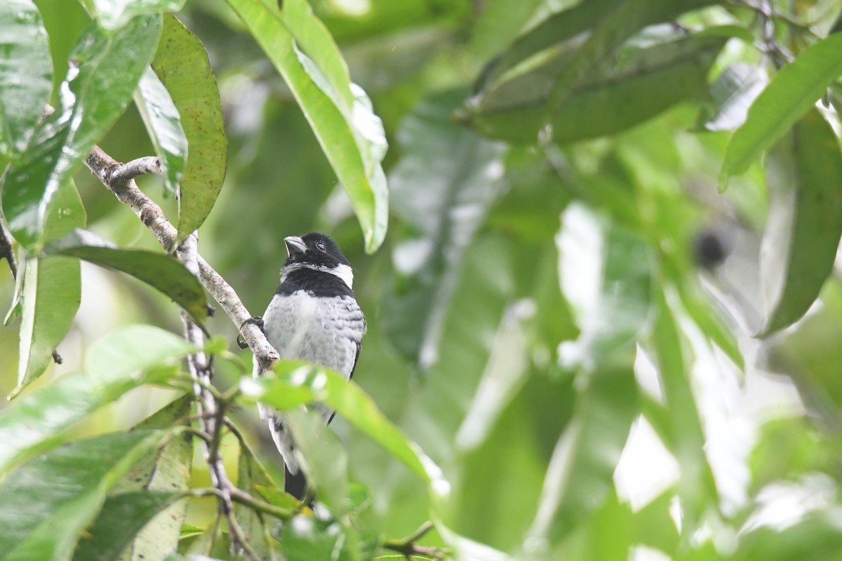 Чёрный просяночник - ML645446643