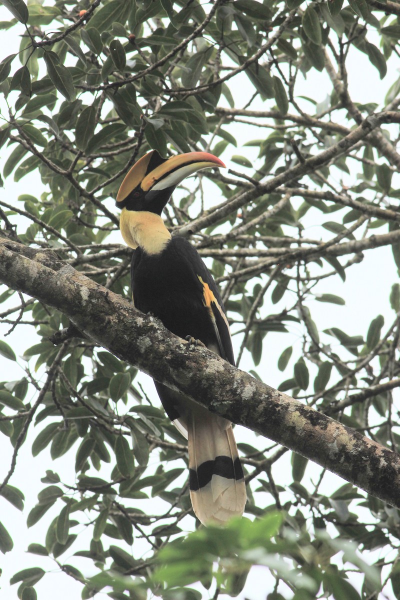 dvojzoborožec žlutozobý - ML645446650