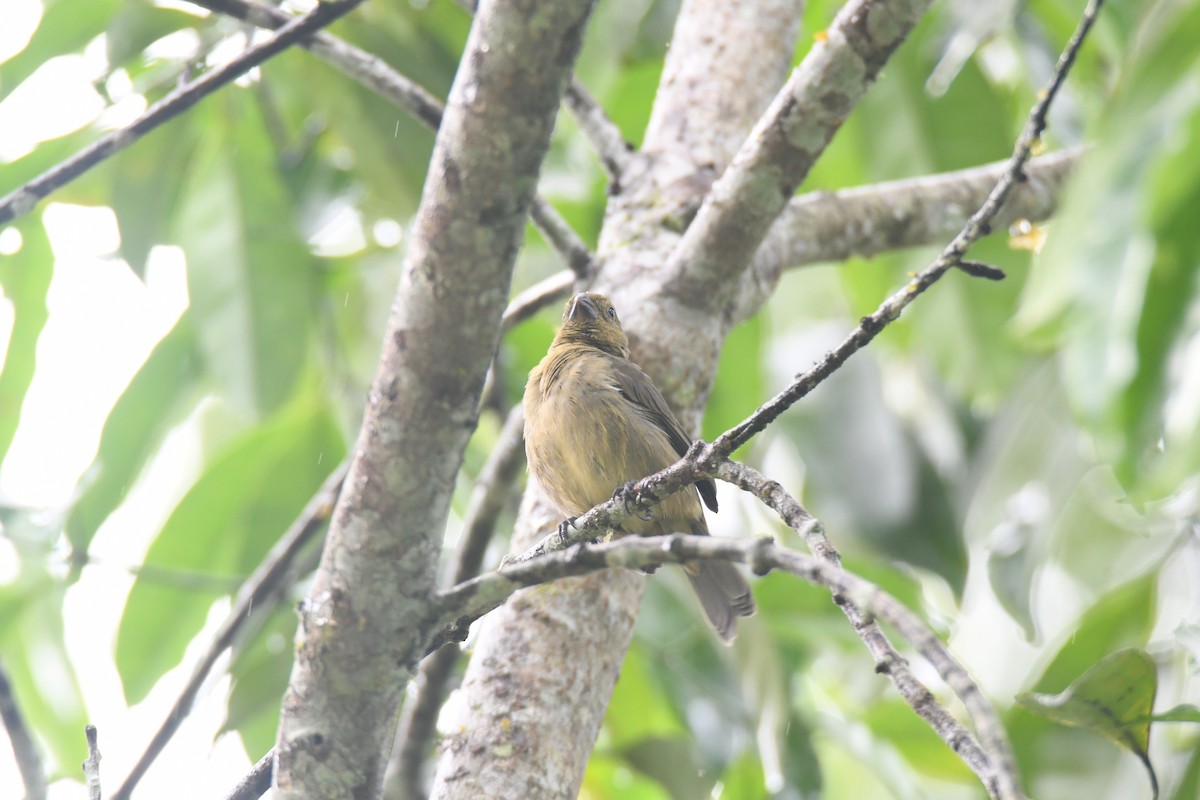 Чёрный просяночник - ML645446652