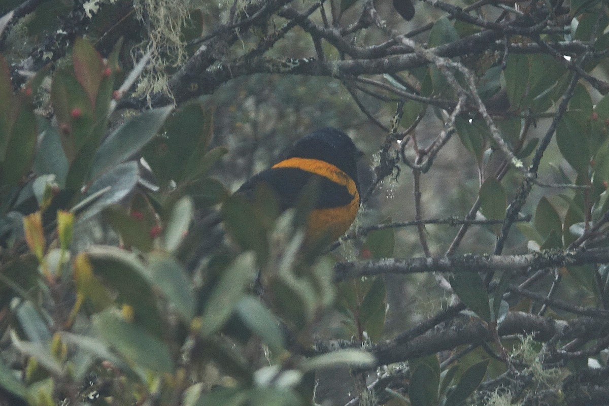 Golden-backed Mountain Tanager - ML645446663