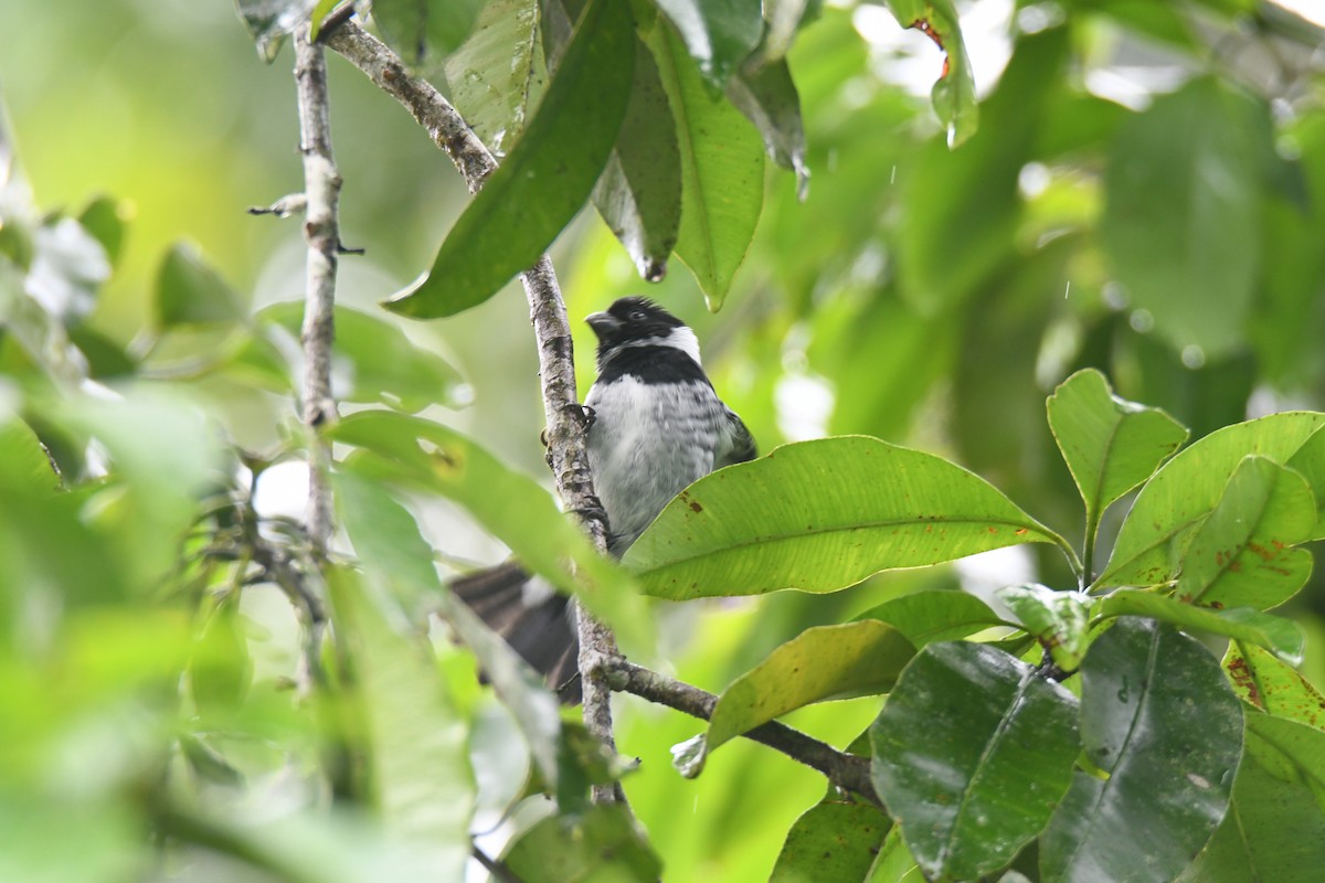 Чёрный просяночник - ML645446666