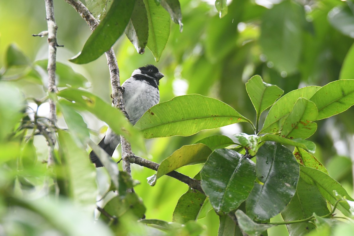 Чёрный просяночник - ML645446667