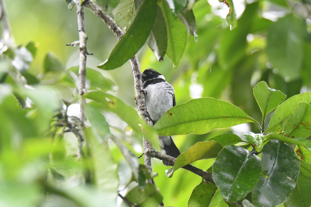 Чёрный просяночник - ML645446668