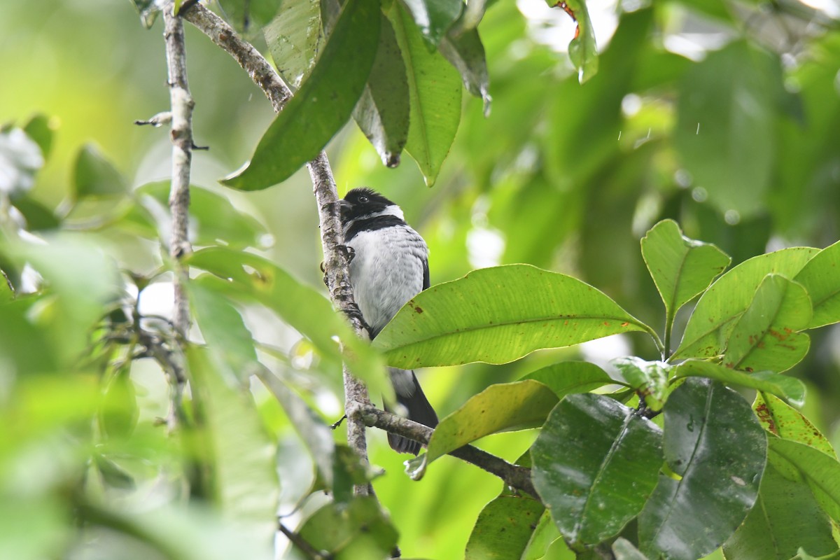 Чёрный просяночник - ML645446669