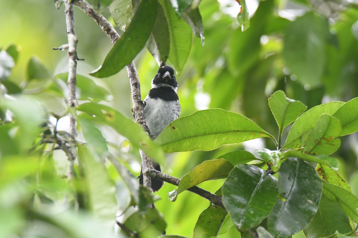 Чёрный просяночник - ML645446670