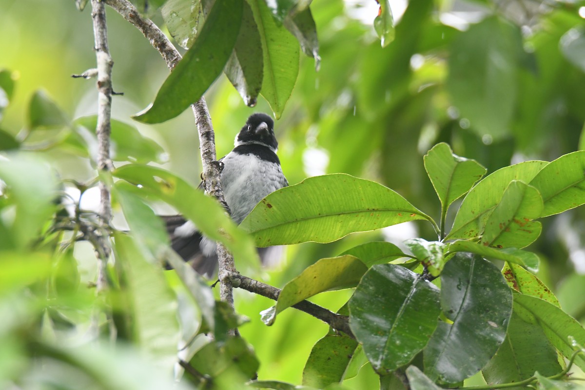 Чёрный просяночник - ML645446671