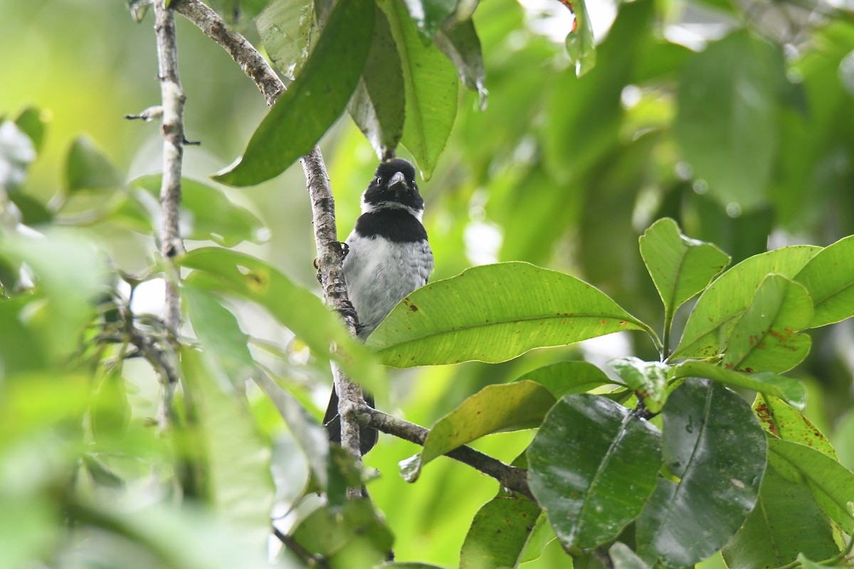 Чёрный просяночник - ML645446672