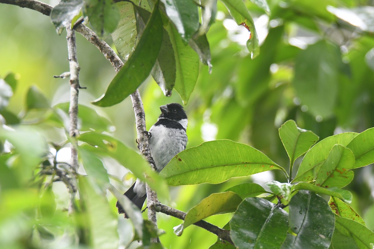 Чёрный просяночник - ML645446673