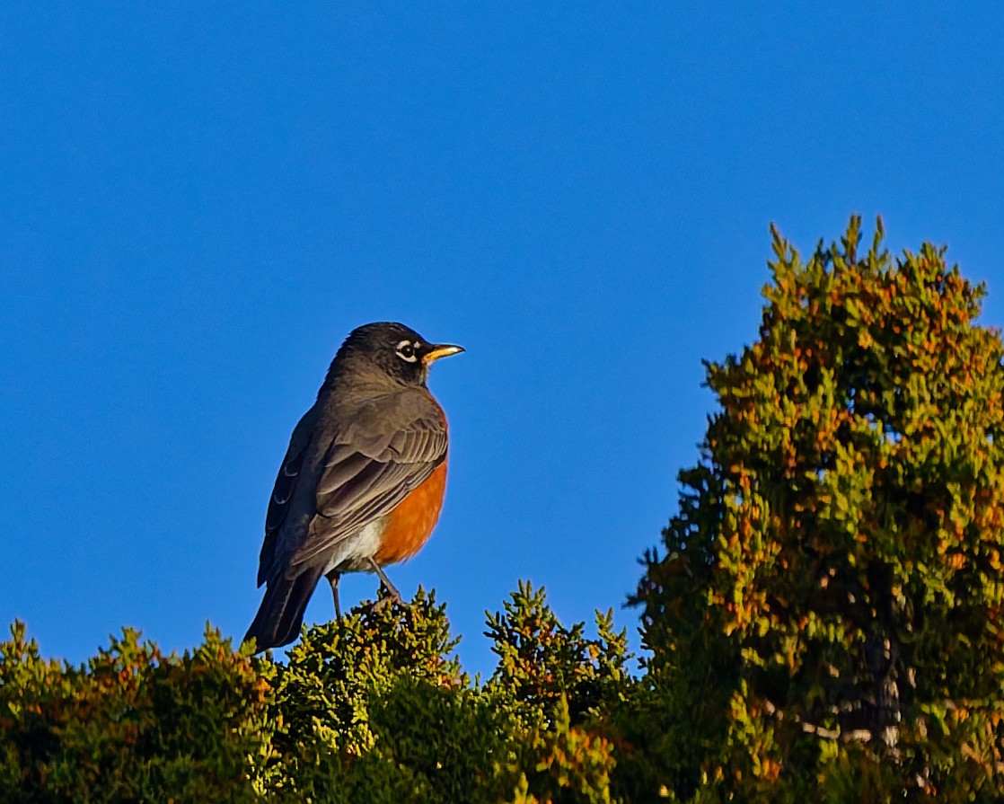 American Robin - ML645446676