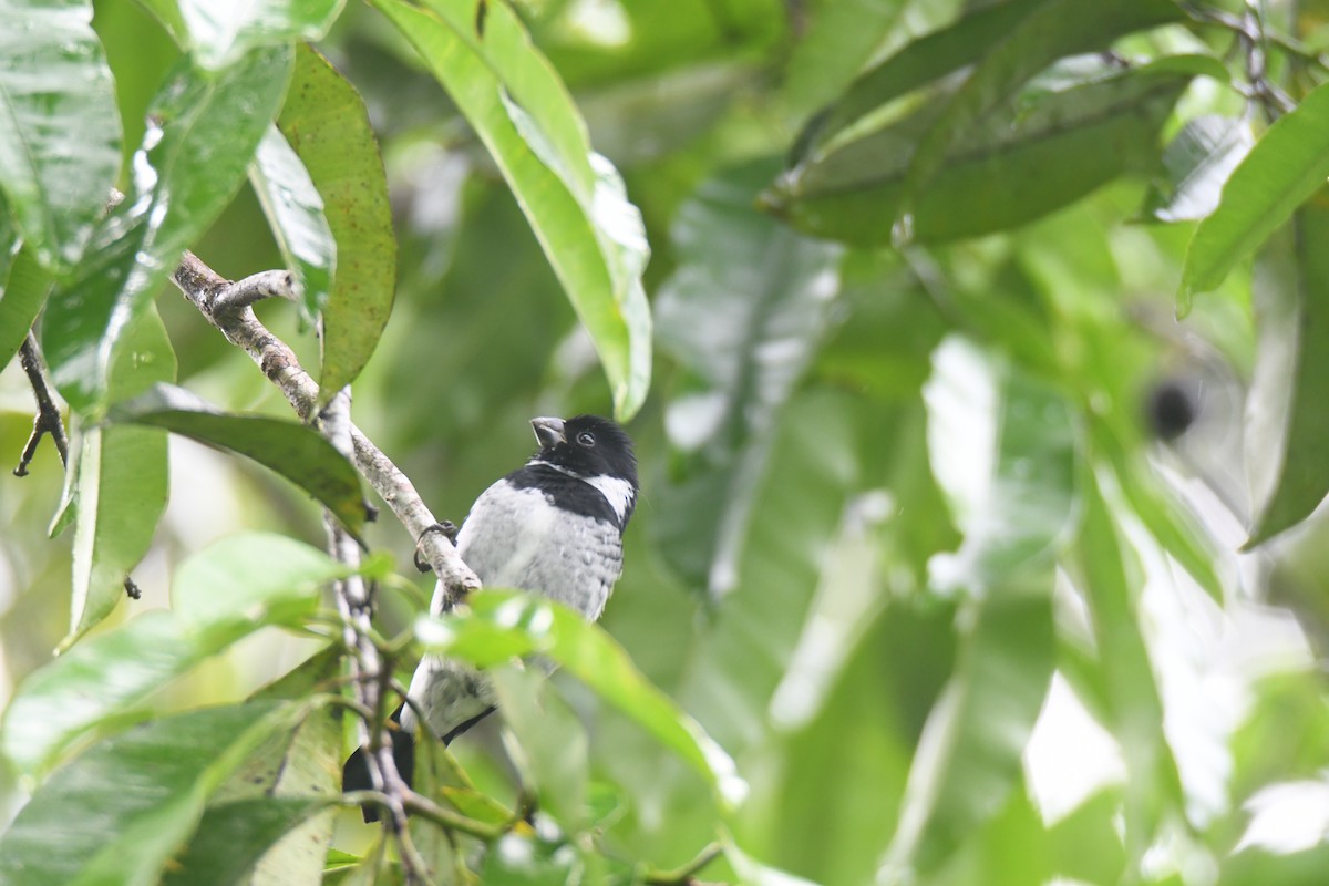 Чёрный просяночник - ML645446681