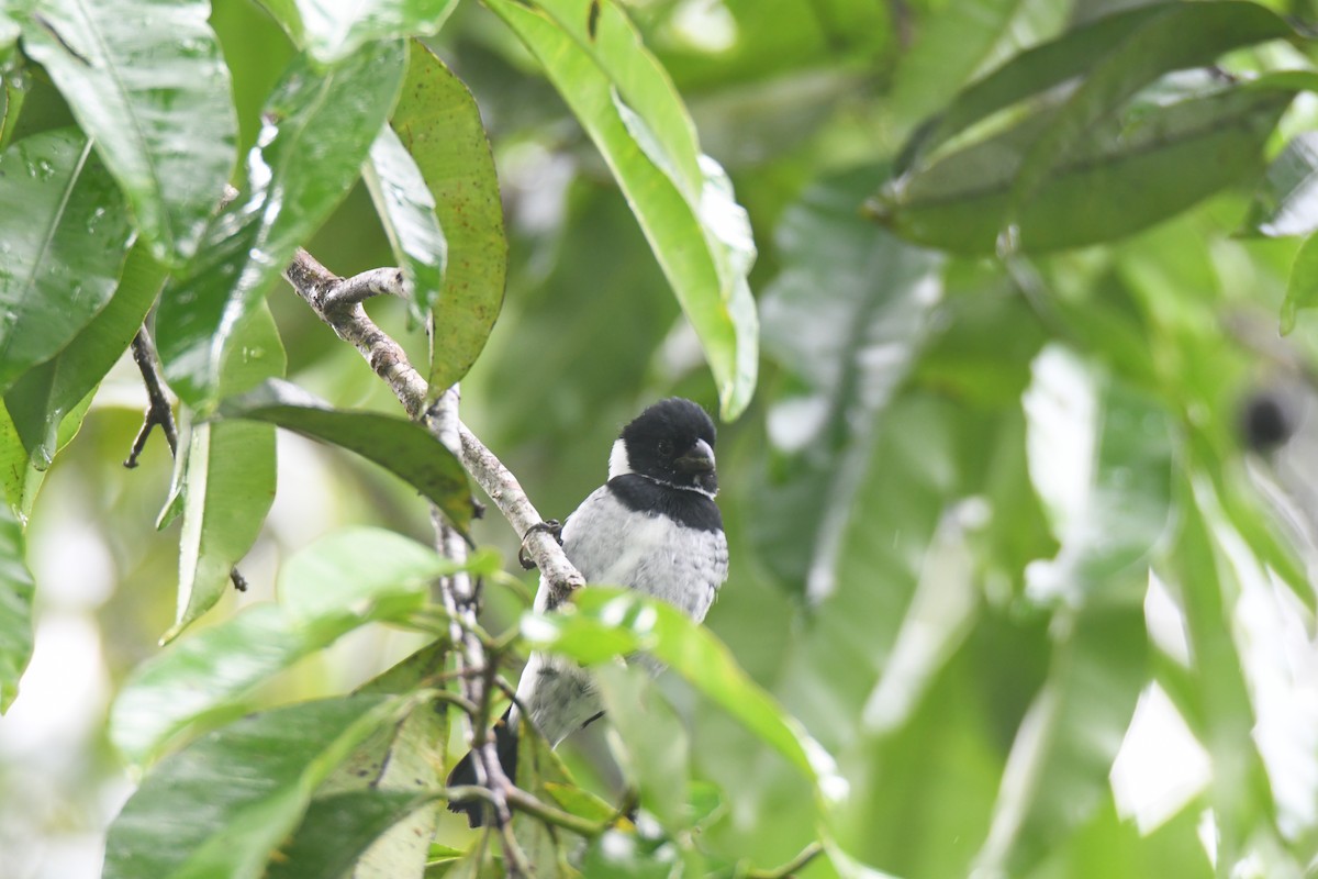 Чёрный просяночник - ML645446682