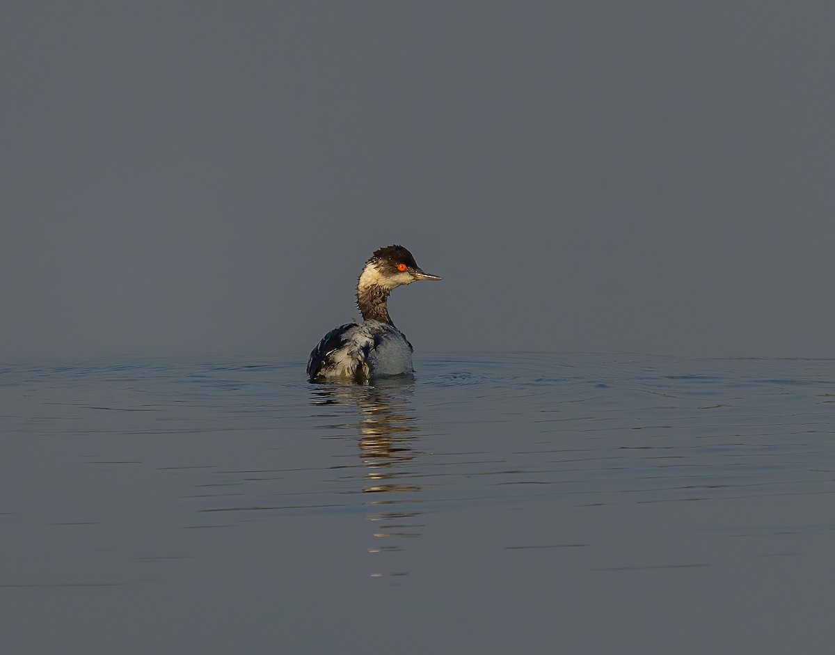 Eared Grebe - ML645446712