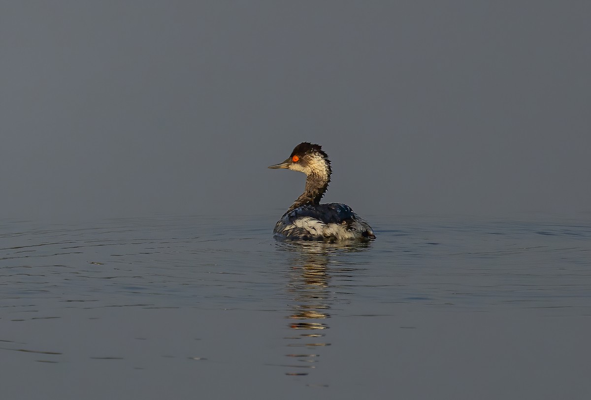 Eared Grebe - ML645446713