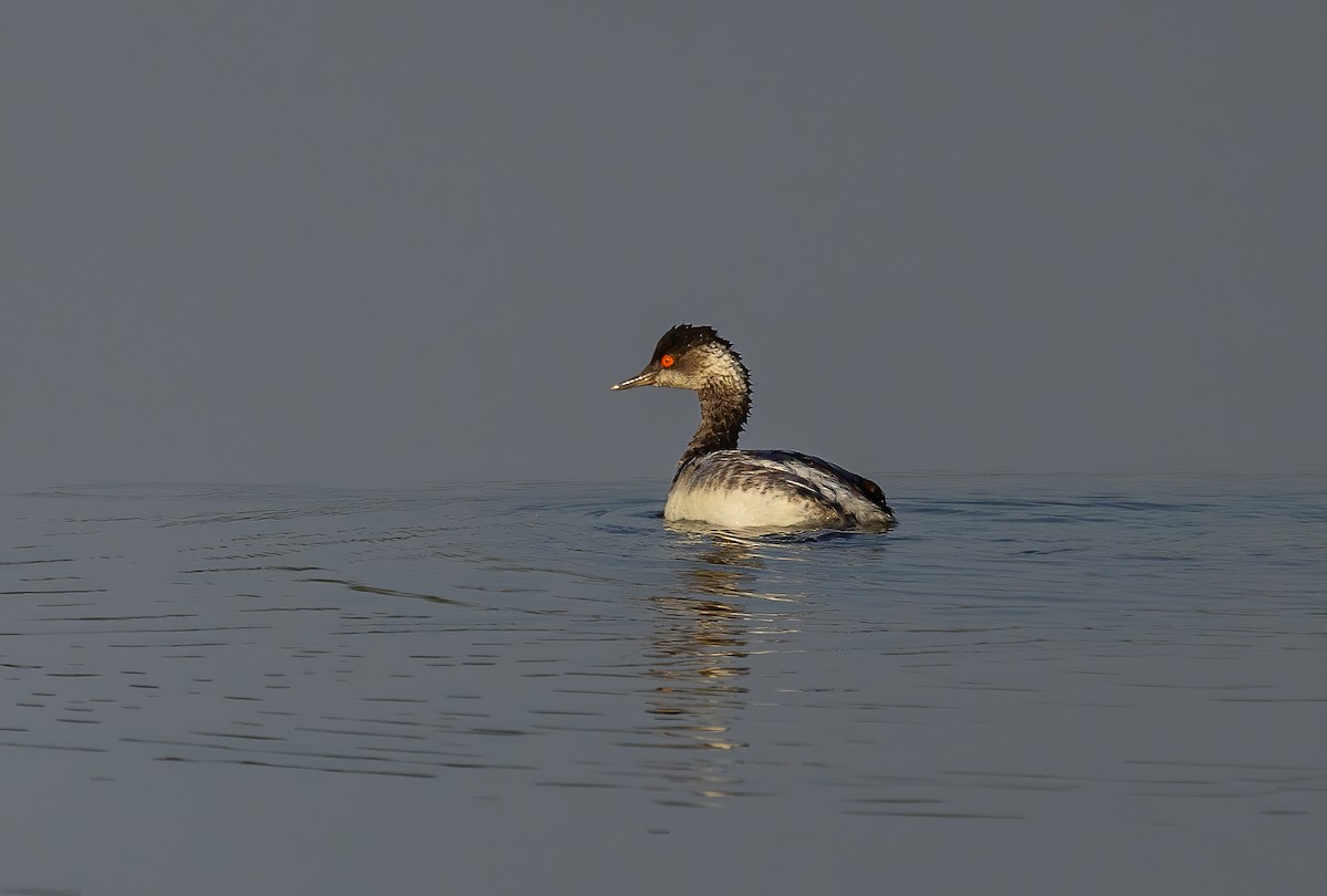 Eared Grebe - ML645446714