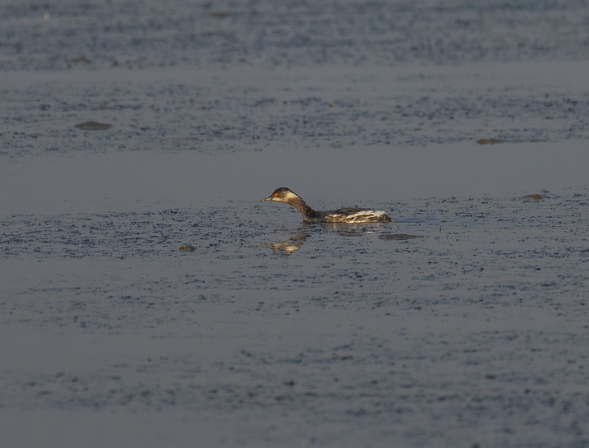 Eared Grebe - ML645446720