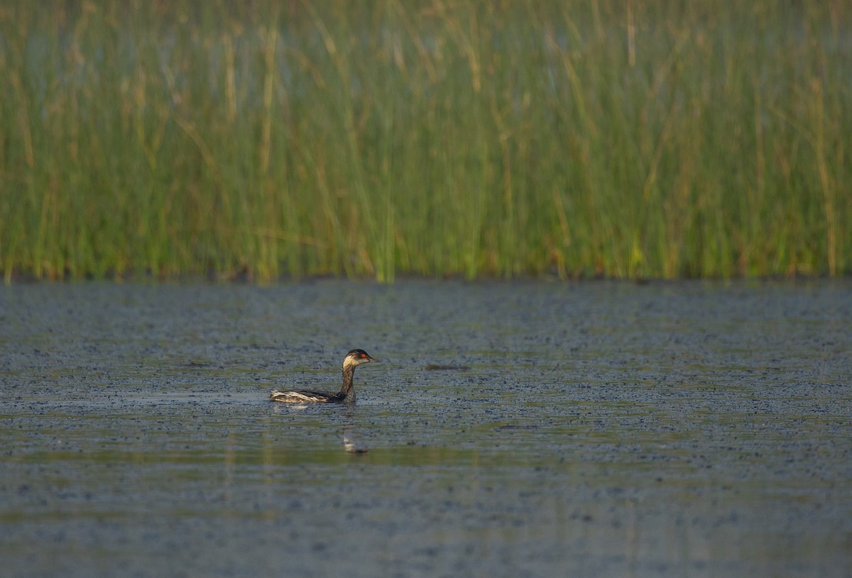 Eared Grebe - ML645446723