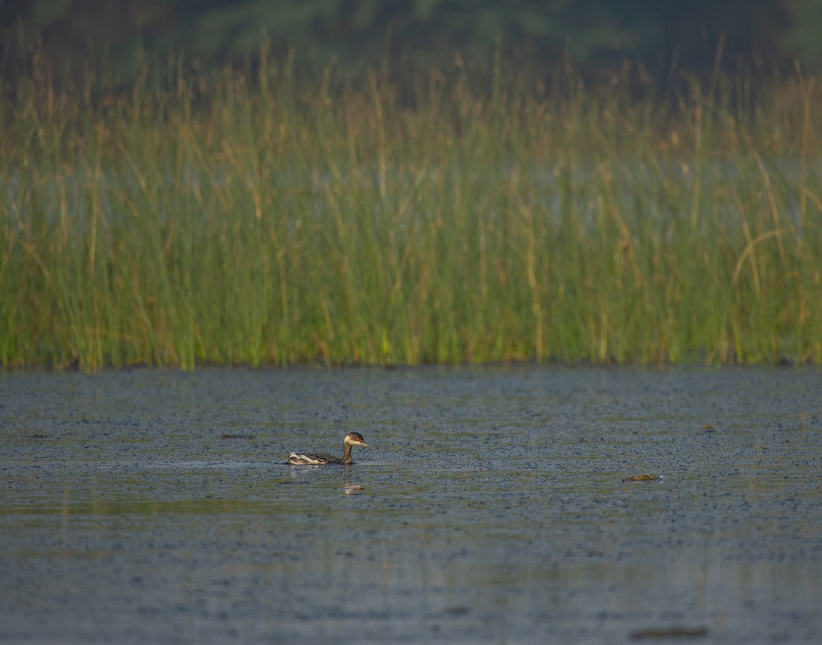 Eared Grebe - ML645446725