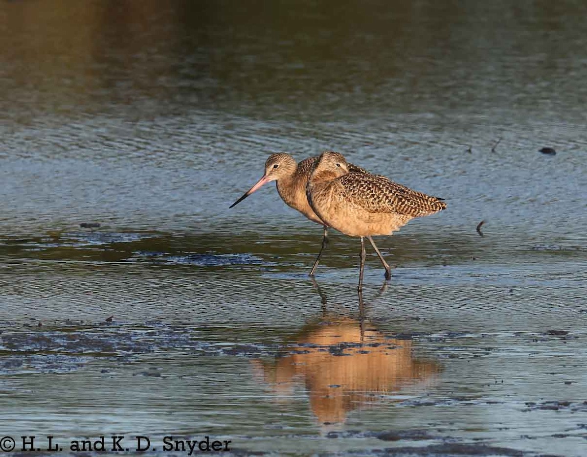 Marbled Godwit - ML645446736