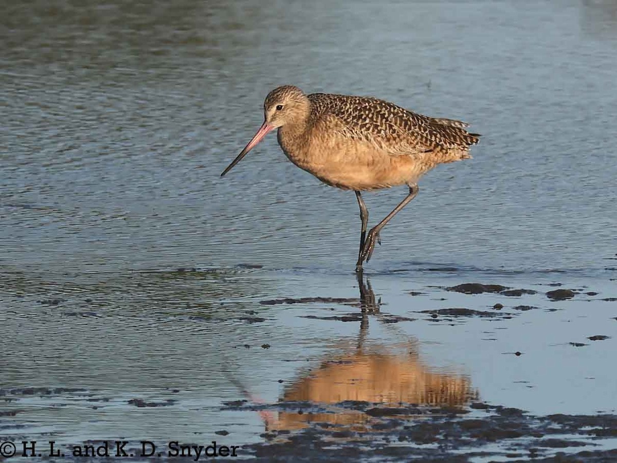 Marbled Godwit - ML645446737