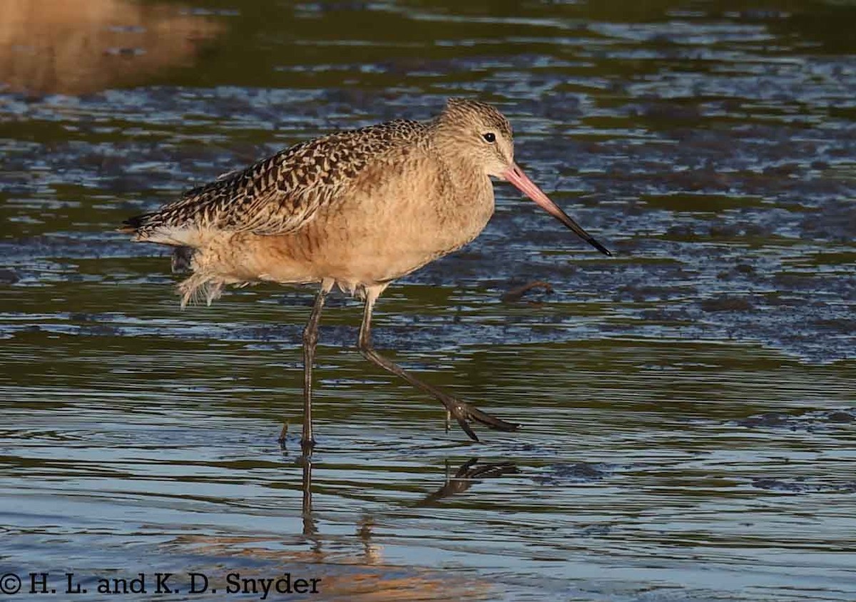 Marbled Godwit - ML645446740