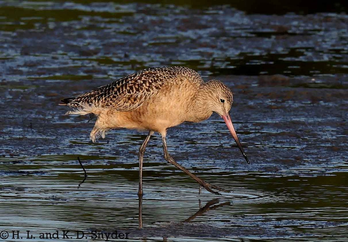Marbled Godwit - ML645446741