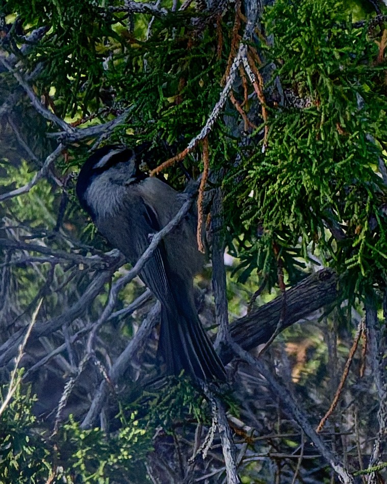 Mountain Chickadee (Rocky Mts.) - ML645446745