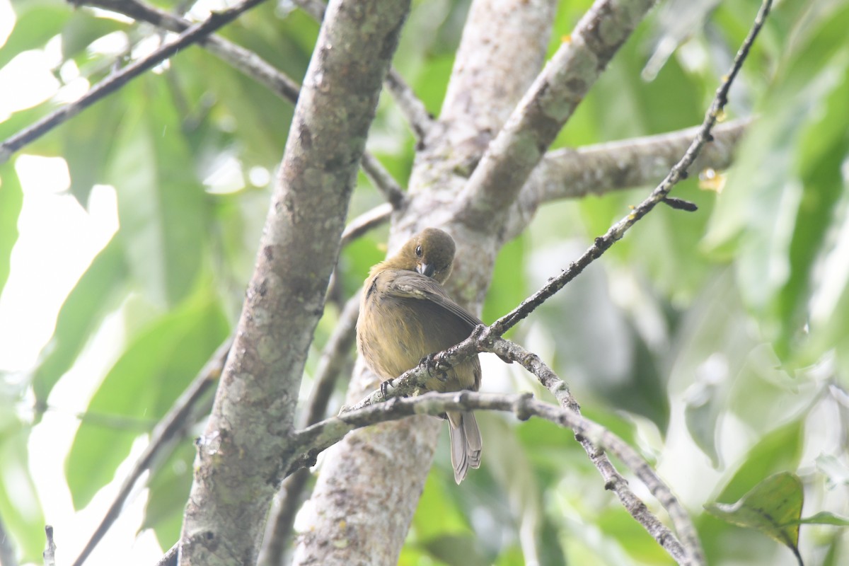 Чёрный просяночник - ML645446747