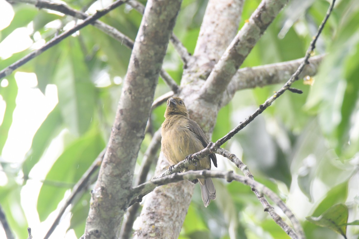 Чёрный просяночник - ML645446748