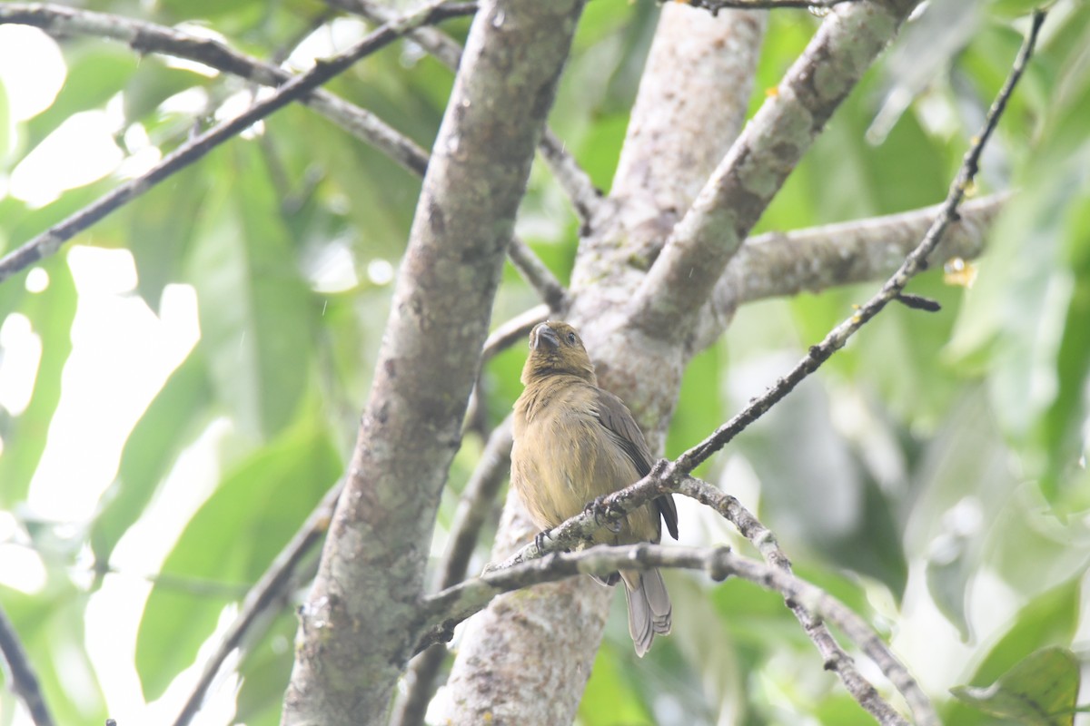 Чёрный просяночник - ML645446749