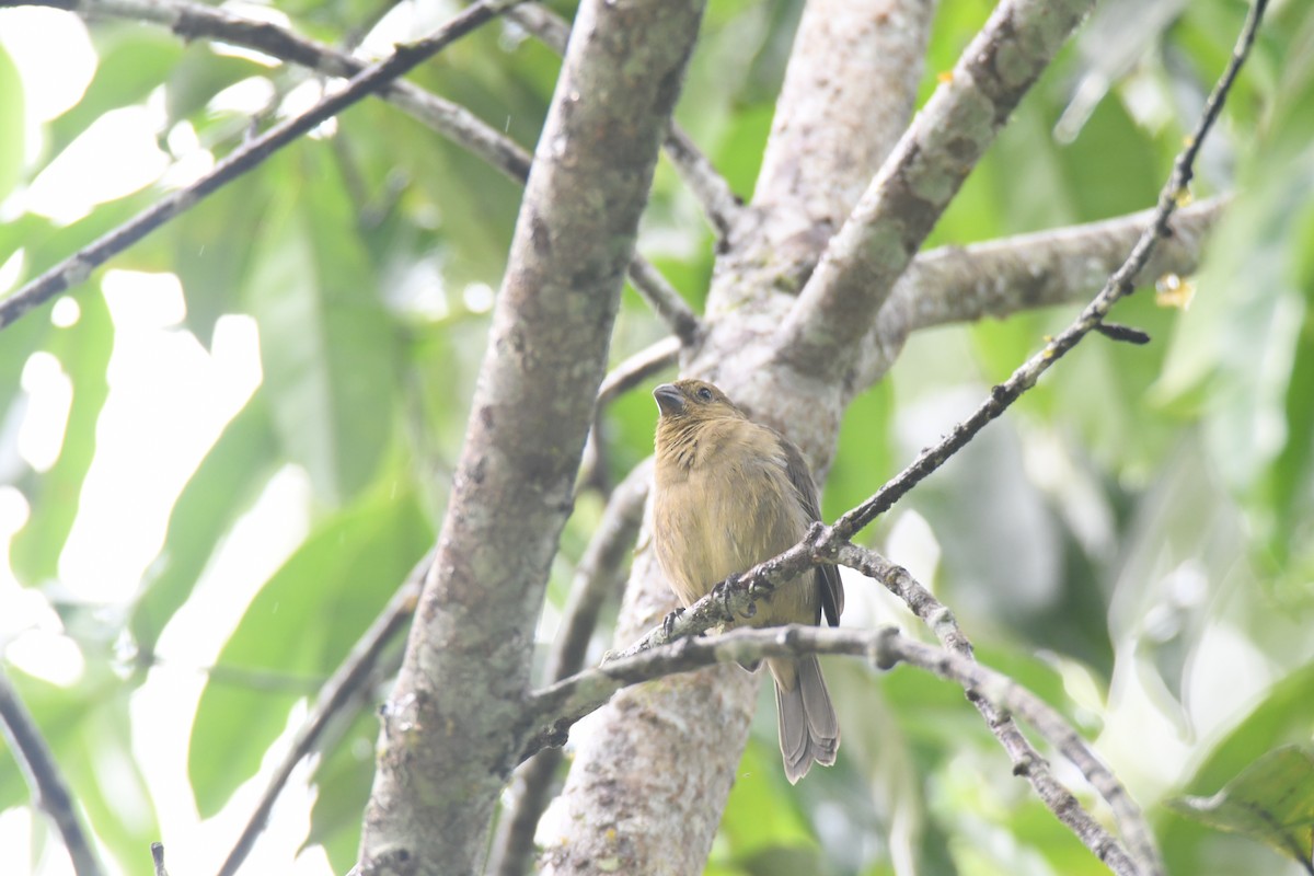 Чёрный просяночник - ML645446750