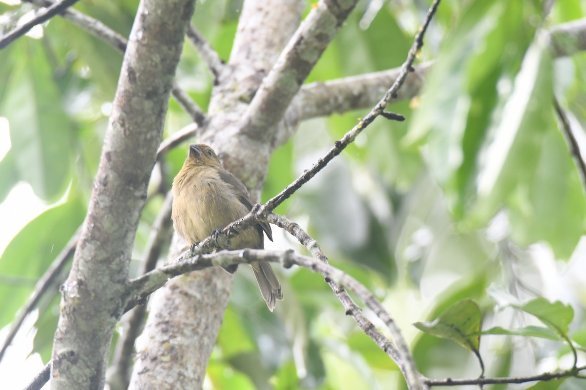 Чёрный просяночник - ML645446751