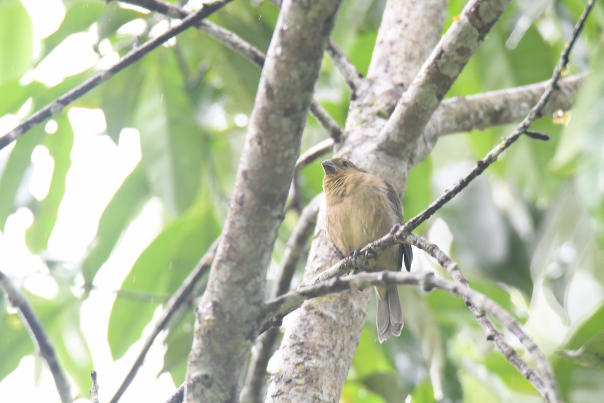 Чёрный просяночник - ML645446752