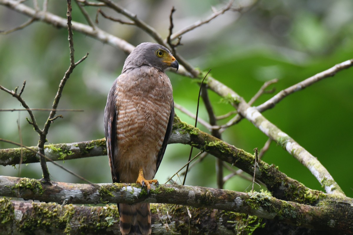 Roadside Hawk - ML645446765