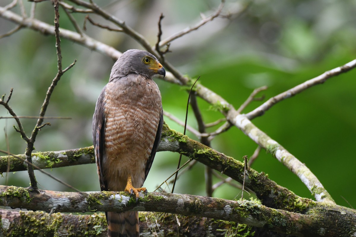 Roadside Hawk - ML645446766