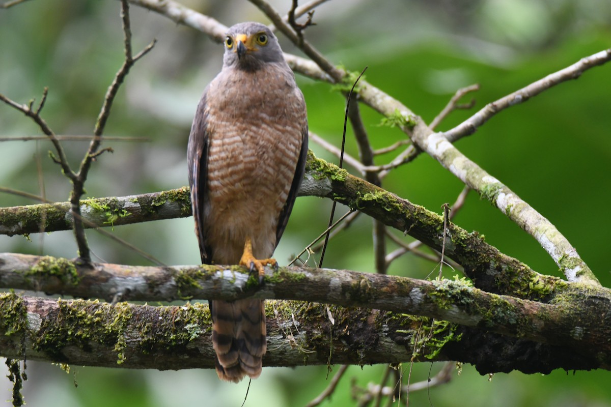 Roadside Hawk - ML645446767