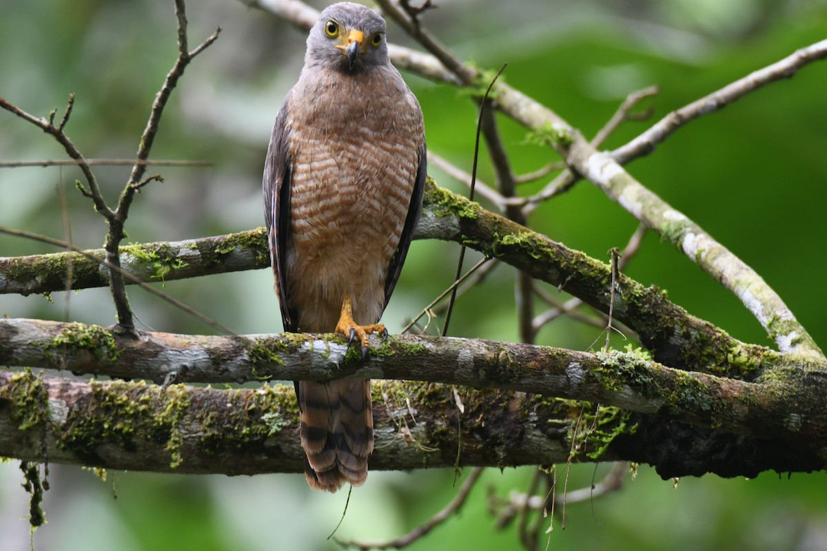 Roadside Hawk - ML645446768
