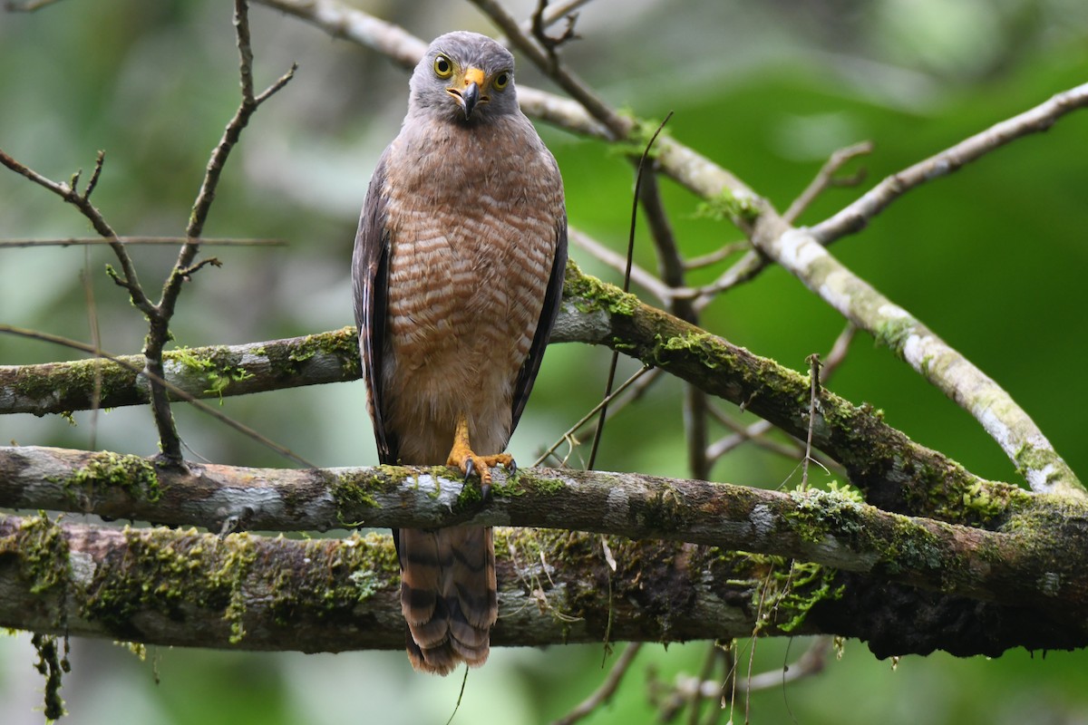 Roadside Hawk - ML645446769
