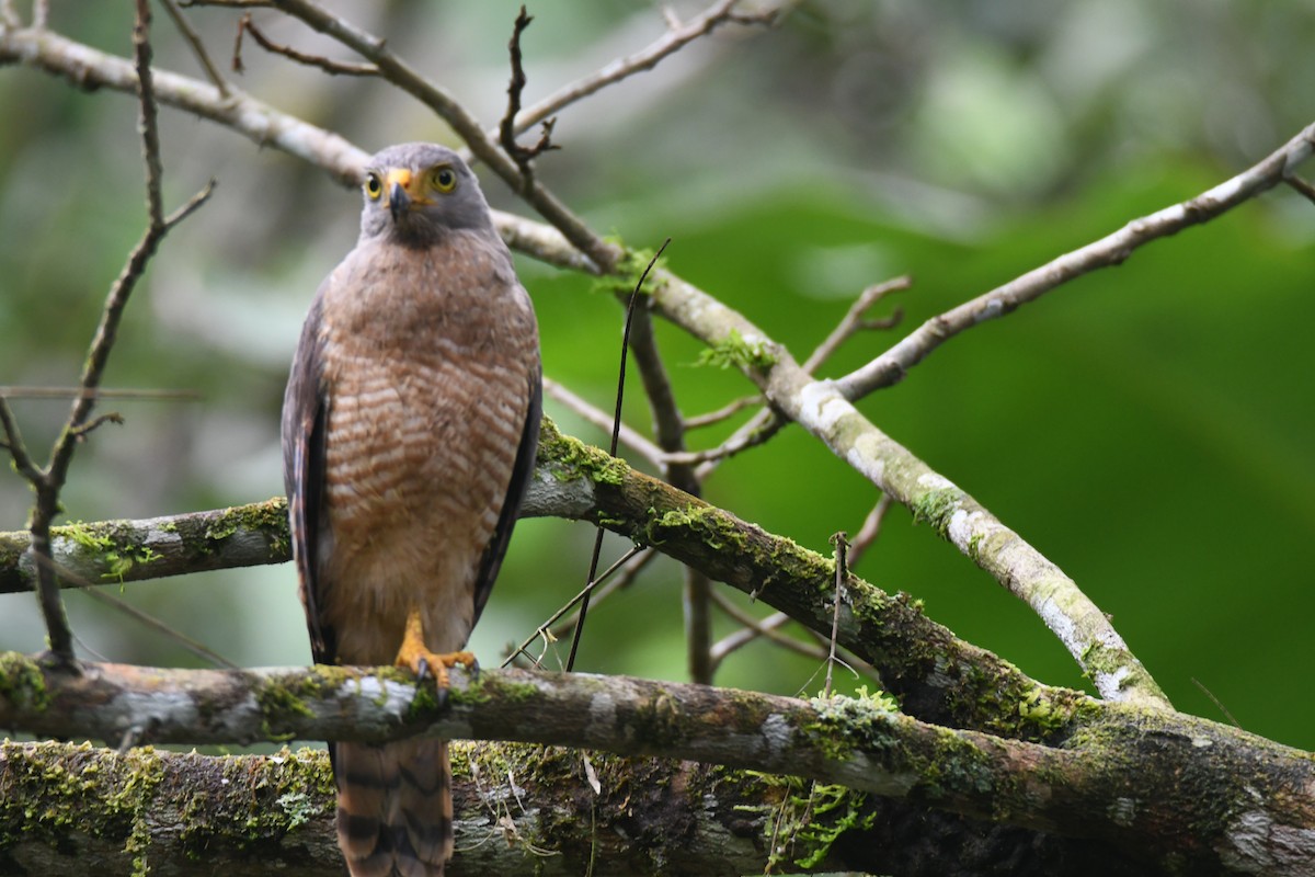 Roadside Hawk - ML645446770
