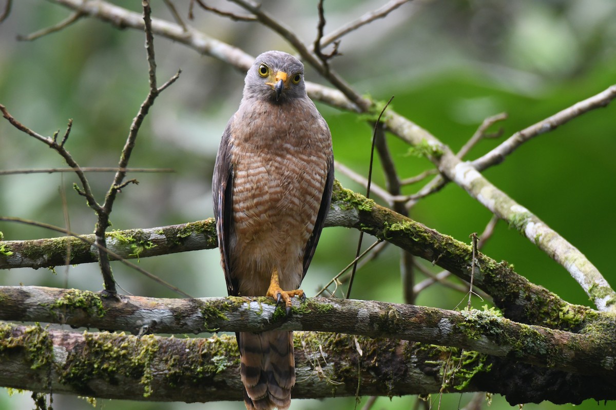 Roadside Hawk - ML645446771